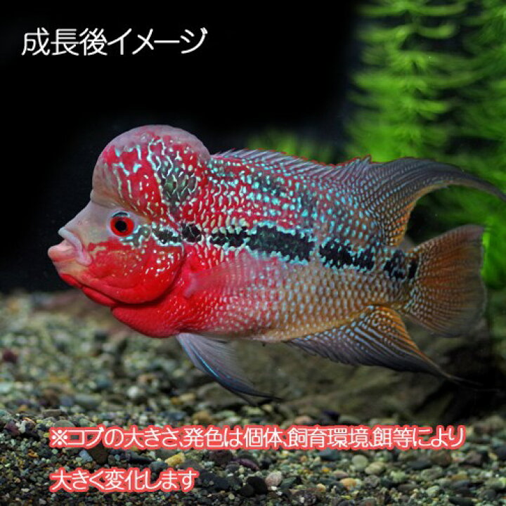 楽天市場】(熱帯魚 生体)フラワーホーン(花羅漢) （約5cm)(1匹 