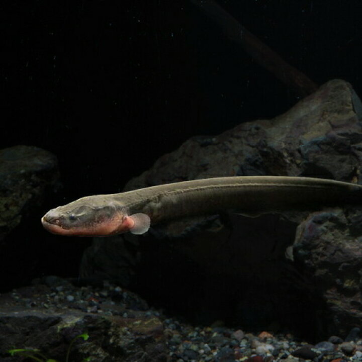 楽天市場 熱帯魚 生体 電気ウナギ 約10cm １匹 水槽 熱帯魚 観賞魚 飼育 生体 通販 販売 アクアリウム あくありうむ 小型 ネオス 楽天市場店