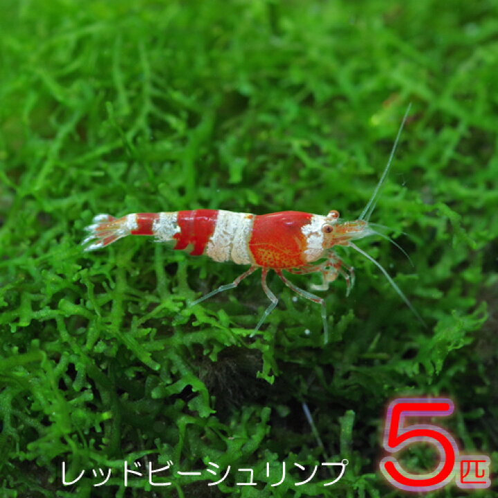 楽天市場】(エビ)レッドビーシュリンプ （約1cm）（5匹） : ネオス 