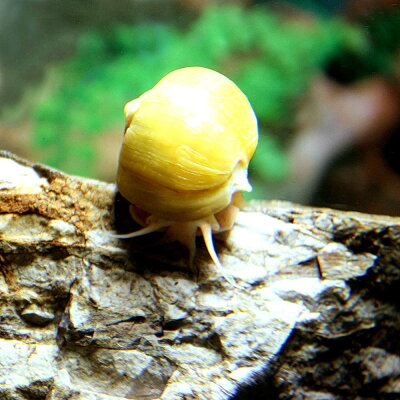 熱帯魚貝国産ゴールデンアップルスネール(約3-4cm)<3匹>