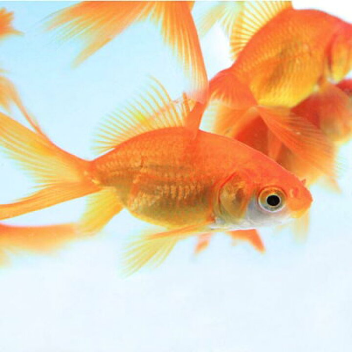 楽天市場】(金魚 生体)琉金 （約4-5cm）（3匹）【水槽/熱帯魚/観賞 
