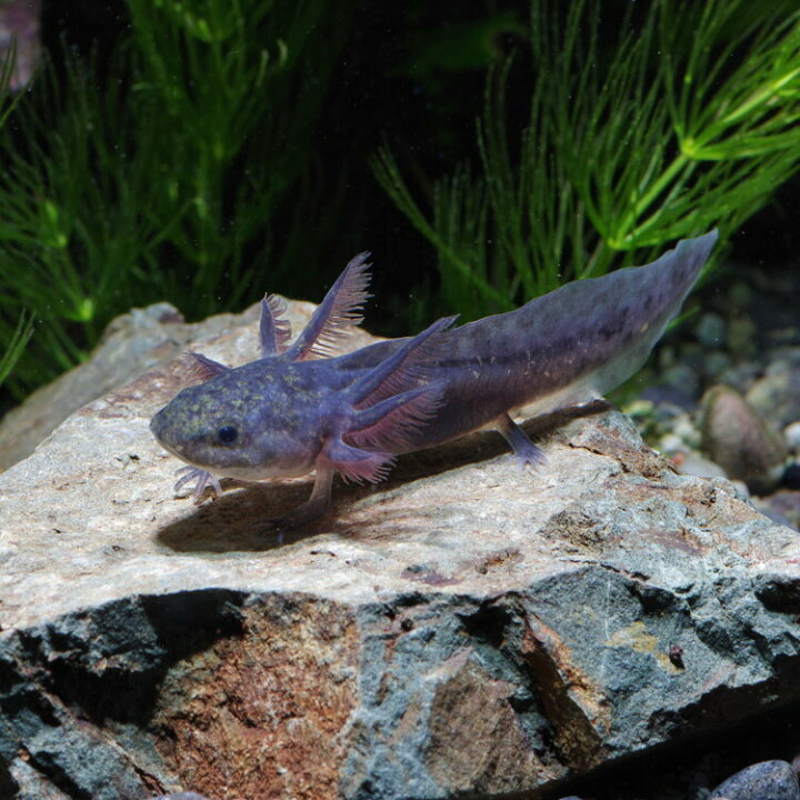 楽天市場 両生類 ウーパールーパー ブラック 約４ ６cm １匹 水槽 熱帯魚 観賞魚 飼育 生体 通販 販売 アクアリウム あくありうむ 小型 ネオス 楽天市場店