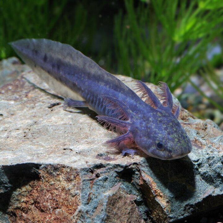 楽天市場 両生類 ウーパールーパー ブラック 約４ ６cm １匹 水槽 熱帯魚 観賞魚 飼育 生体 通販 販売 アクアリウム あくありうむ 小型 ネオス 楽天市場店