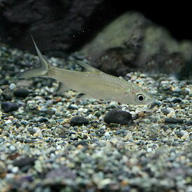 楽天市場 サメ 生体 熱帯魚 アクアリウム ペット ペットグッズ の通販