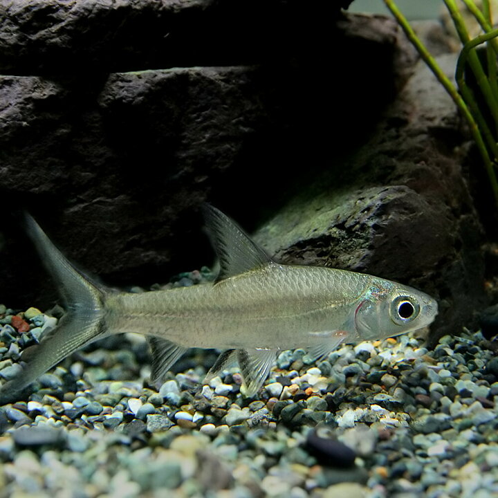 楽天市場 熱帯魚 生体 シルバーシャーク 約3cm 3匹 水槽 熱帯魚 観賞魚 飼育 生体 通販 販売 アクアリウム あくありうむ 小型 ネオス 楽天市場店 楽天市場 熱帯魚 生体 シルバーシャーク 約3cm 3匹 水槽 熱帯魚 観賞魚 飼育 生体 通販 販売 アクアリウム あくありうむ 小型 ネオス 楽天市場店