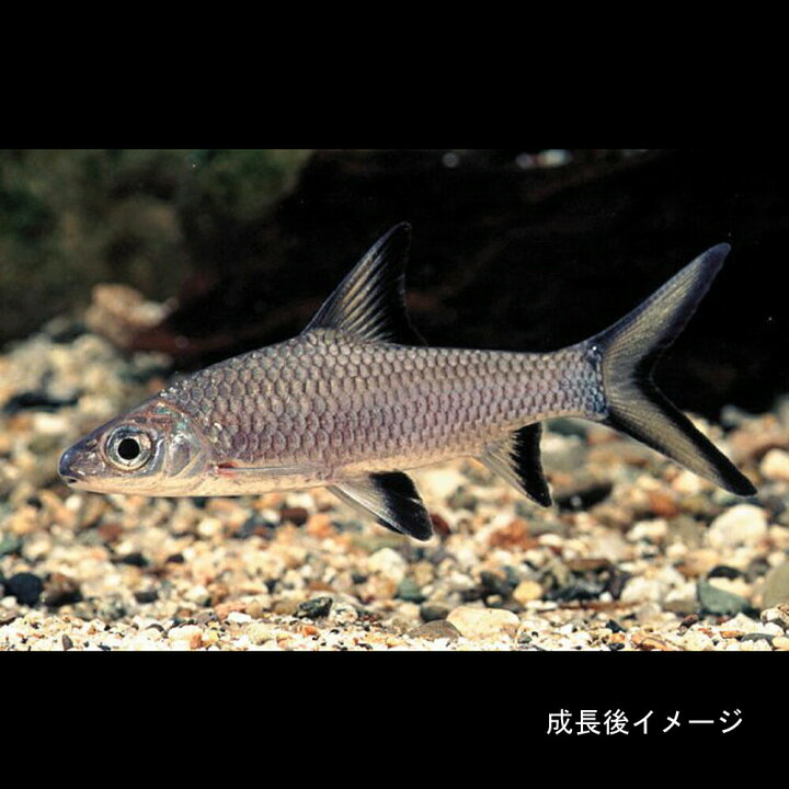 楽天市場 熱帯魚 生体 シルバーシャーク 約3cm 3匹 水槽 熱帯魚 観賞魚 飼育 生体 通販 販売 アクアリウム あくありうむ 小型 ネオス 楽天市場店 楽天市場 熱帯魚 生体 シルバーシャーク 約3cm 3匹 水槽 熱帯魚 観賞魚 飼育 生体 通販 販売 アクアリウム あくありうむ 小型 ネオス 楽天市場店