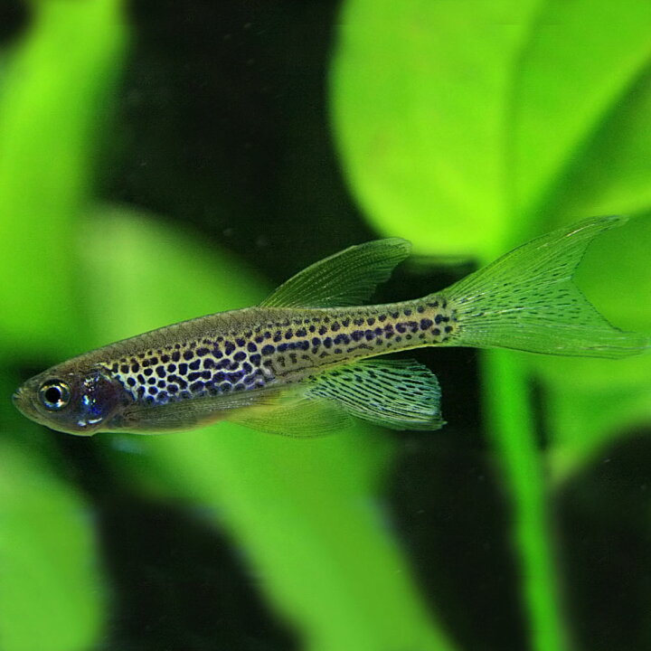 楽天市場 熱帯魚 生体 ロングフィンレオパードダニオ 約３cm ５匹 水槽 熱帯魚 観賞魚 飼育 生体 通販 販売 アクアリウム あくありうむ 小型 ネオス 楽天市場店