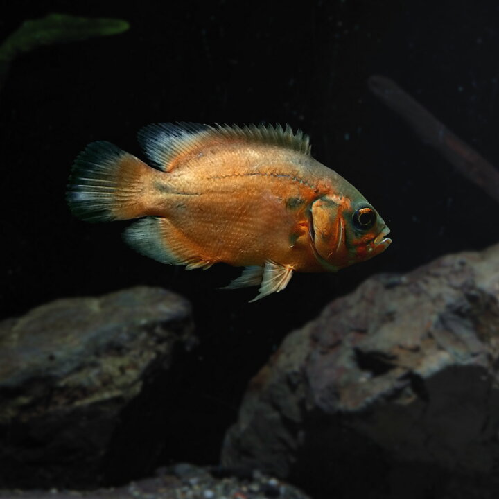 楽天市場 熱帯魚 生体 レッドオスカー 約４cm １匹 水槽 熱帯魚 観賞魚 飼育 生体 通販 販売 アクアリウム あくありうむ 小型 ネオス 楽天市場店