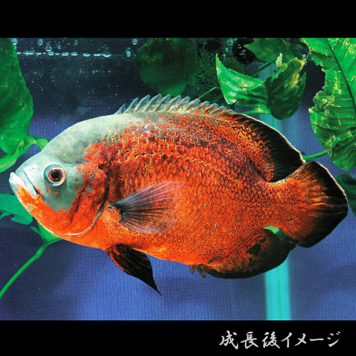 楽天市場】(熱帯魚 生体)レッドオスカー （約4cm）（1匹）【水槽 