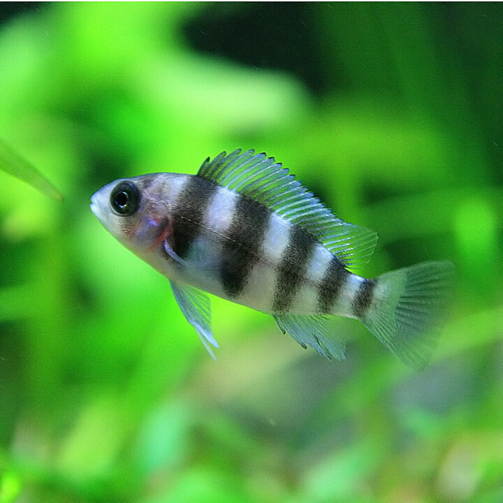 楽天市場 熱帯魚 生体 キフォテラピア フロントーサ ブルンディー 約3cm 1匹 水槽 熱帯魚 観賞魚 飼育 生体 通販 販売 アクアリウム あくありうむ 小型 ネオス 楽天市場店 楽天市場 熱帯魚 生体 キフォテラピア フロントーサ ブルンディー 約3cm 1匹 水槽 熱帯魚 観賞魚 飼育 生体 通販 販売 アクアリウム あくありうむ 小型 ネオス 楽天市場店