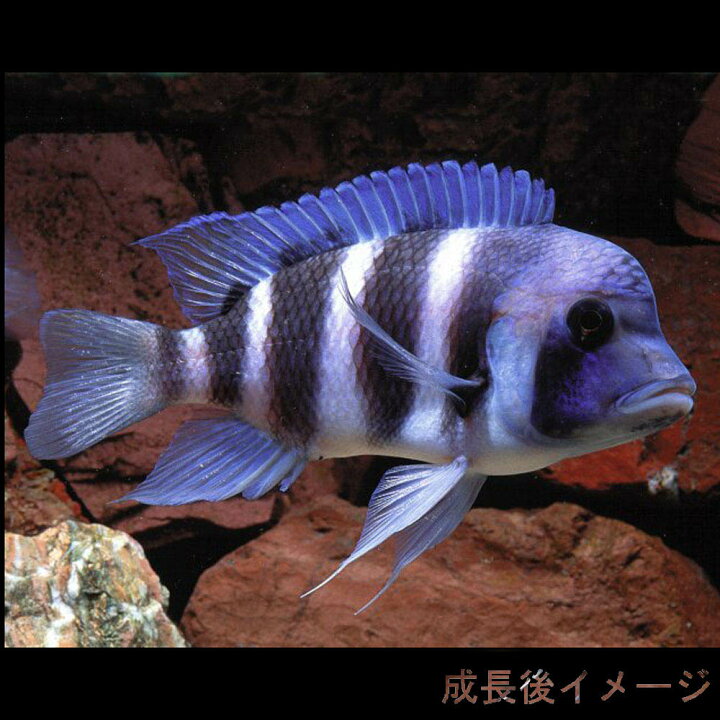 楽天市場】(熱帯魚)キフォテラピア フロントーサ ブルンディー （約 