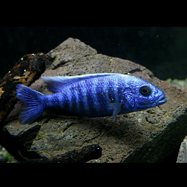 楽天市場】(熱帯魚 生体)スキアエノクロミス フライエリー（アーリー 