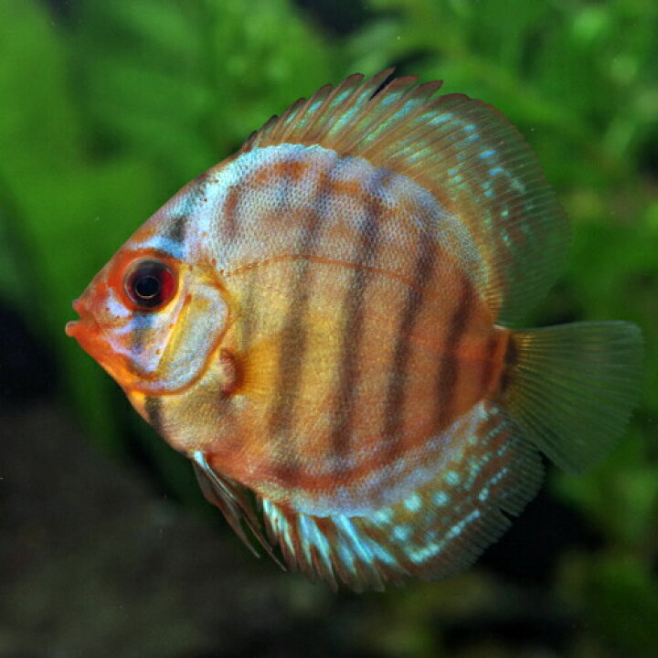 楽天市場 熱帯魚 ディスカス レッドロイヤルブルーディスカス タイ産 約３ ５cm １匹 水槽 熱帯魚 観賞魚 飼育 生体 通販 販売 アクアリウム あくありうむ 小型 ネオス 楽天市場店