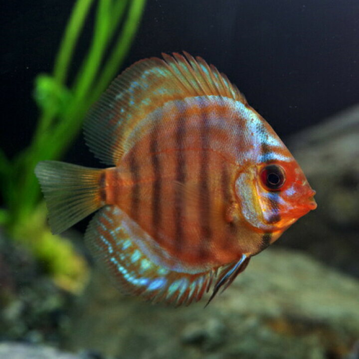 楽天市場 熱帯魚 ディスカス レッドロイヤルブルーディスカス タイ産 約３ ５cm １匹 水槽 熱帯魚 観賞魚 飼育 生体 通販 販売 アクアリウム あくありうむ 小型 ネオス 楽天市場店