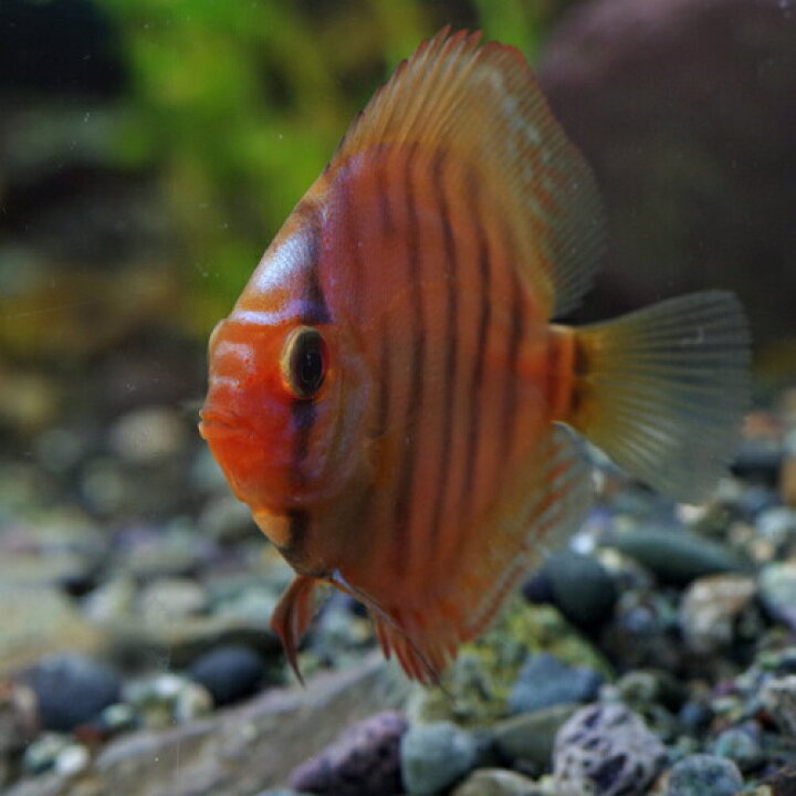 85 Off レッドロイヤルディスカス ｍ ７ ８cm程度 1匹 Shipsctc Org