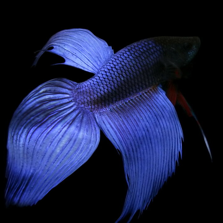 楽天市場 熱帯魚 生体 ベタ トラディショナル オス 青系 約５cm １匹 ネッタイギョ 水槽 熱帯魚 観賞魚 飼育 生体 通販 販売 アクアリウム あくありうむ 小型 ネオス 楽天市場店