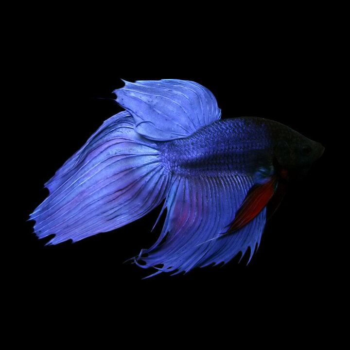 楽天市場 熱帯魚 生体 ベタ トラディショナル オス 青系 約５cm １匹 ネッタイギョ 水槽 熱帯魚 観賞魚 飼育 生体 通販 販売 アクアリウム あくありうむ 小型 ネオス 楽天市場店