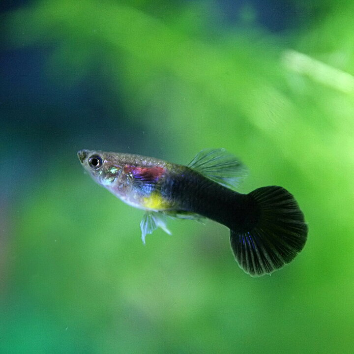 楽天市場 熱帯魚 生体 ブラックタキシードグッピー 外国産 約３cm ３ペア 水槽 熱帯魚 観賞魚 飼育 生体 通販 販売 アクアリウム あくありうむ 小型 ネオス 楽天市場店
