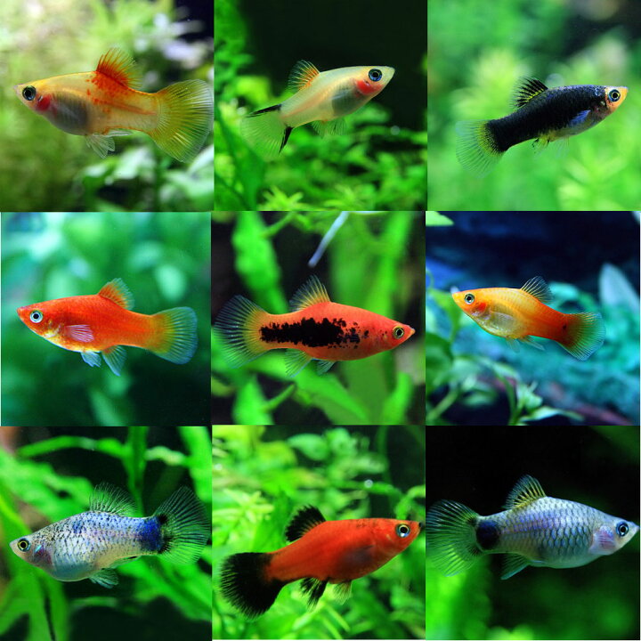 楽天市場 熱帯魚 生体 ミックスプラティ 約３ ３ ５cm ５０匹 雌雄指定 種類指定不可 水槽 熱帯魚 観賞魚 飼育 生体 通販 販売 アクアリウム あくありうむ 小型 ネオス 楽天市場店