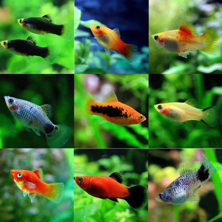 楽天市場 熱帯魚 生体 ミックスプラティ 約３ ３ ５cm ５０匹 雌雄指定 種類指定不可 水槽 熱帯魚 観賞魚 飼育 生体 通販 販売 アクアリウム あくありうむ 小型 ネオス 楽天市場店