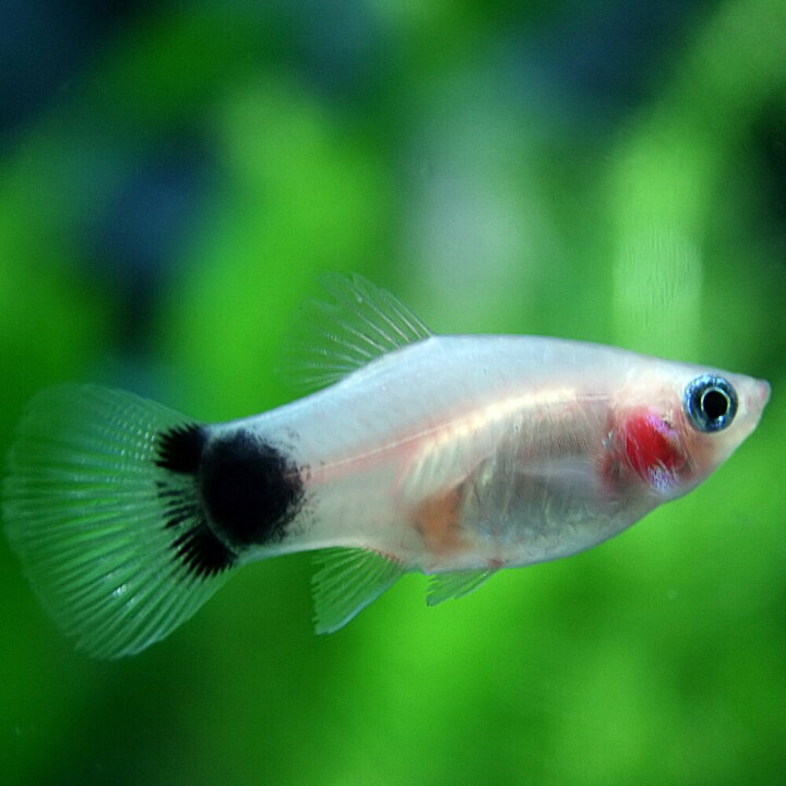 楽天市場 熱帯魚 生体 ホワイト ミッキーマウスプラティ 約３ ３ ５cm ６匹 水槽 熱帯魚 観賞魚 飼育 生体 通販 販売 アクアリウム あくありうむ 小型 ネオス 楽天市場店