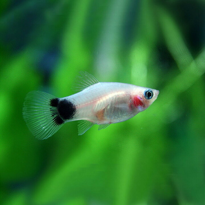 楽天市場 熱帯魚 生体 ホワイト ミッキーマウスプラティ 約３ ３ ５cm ６匹 水槽 熱帯魚 観賞魚 飼育 生体 通販 販売 アクアリウム あくありうむ 小型 ネオス 楽天市場店