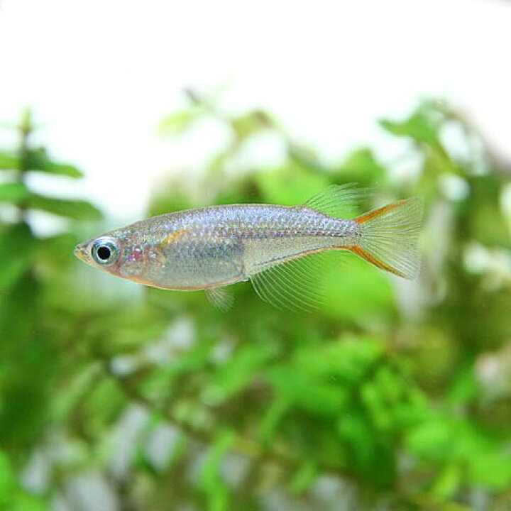 楽天市場 熱帯魚 生体 オリジアス ウォウォラエ ４匹 ペア指定不可 水槽 熱帯魚 観賞魚 飼育 生体 通販 販売 アクアリウム あくありうむ 小型 ネオス 楽天市場店