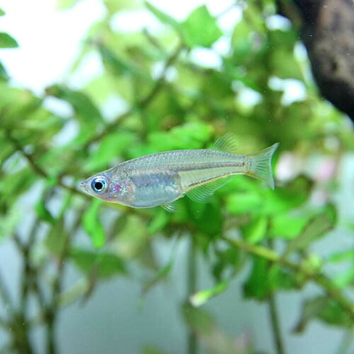 楽天市場 熱帯魚 生体 オリジアス ウォウォラエ ４匹 ペア指定不可 水槽 熱帯魚 観賞魚 飼育 生体 通販 販売 アクアリウム あくありうむ 小型 ネオス 楽天市場店