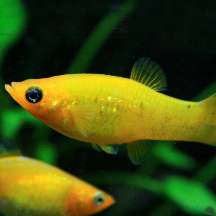 楽天市場 熱帯魚 生体 ゴールデンダストモーリー ４cm ４匹 水槽 熱帯魚 観賞魚 飼育 生体 通販 販売 アクアリウム あくありうむ 小型 ネオス 楽天市場店