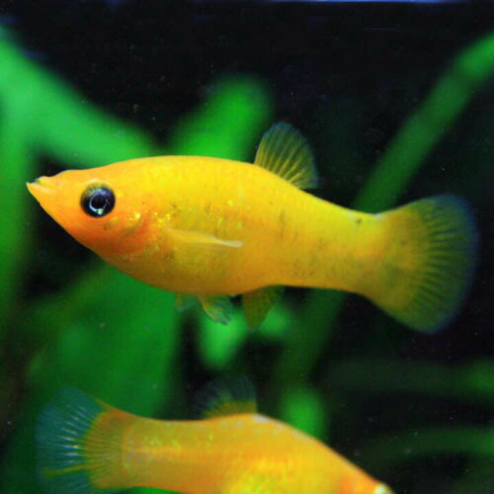 市場 貝 約 Cm スネールキラースネール 観賞魚 熱帯魚 ５匹 飼育 水槽