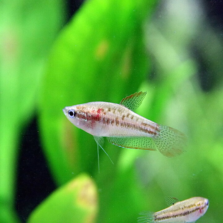 楽天市場 熱帯魚 生体 ピグミーグラミー 約２cm ３匹 水槽 熱帯魚 観賞魚 飼育 生体 通販 販売 アクアリウム あくありうむ 小型 ネオス 楽天市場店