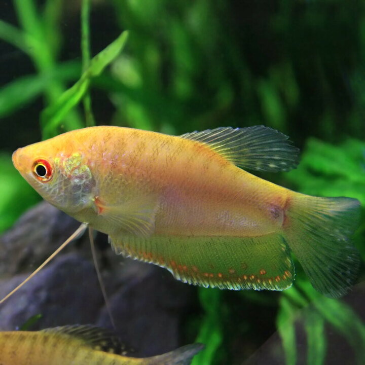 楽天市場 熱帯魚 生体 ゴールデングラミー 約４cm ３匹 水槽 熱帯魚 観賞魚 飼育 生体 通販 販売 アクアリウム あくありうむ 小型 ネオス 楽天市場店
