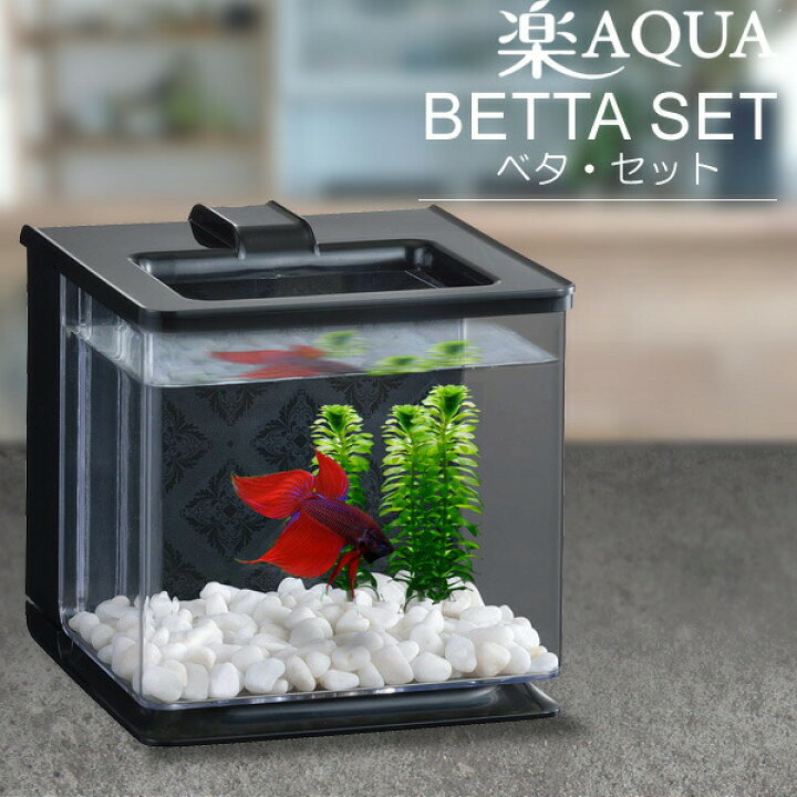 楽天市場 オールインワン ベーシックベタ 水槽セット 楽アクア 生体セット 飼育セット ネオス 楽天市場店
