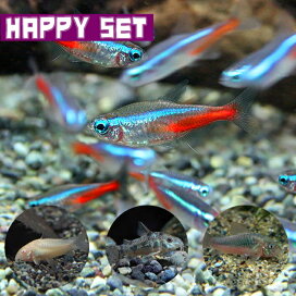 楽天市場 熱帯魚 色別熱帯魚 青 ネオス 楽天市場店