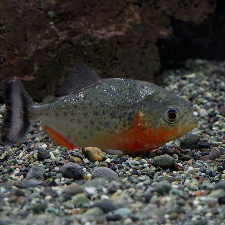 楽天市場 熱帯魚 生体 ピラニアナッテリー 約７ ８cm １匹 水槽 熱帯魚 観賞魚 飼育 生体 通販 販売 アクアリウム あくありうむ 小型 ネオス 楽天市場店