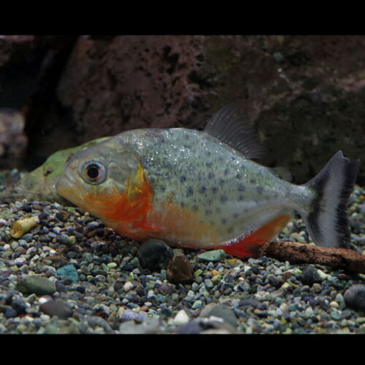 楽天市場 熱帯魚 生体 ピラニアナッテリー 約７ ８cm １匹 水槽 熱帯魚 観賞魚 飼育 生体 通販 販売 アクアリウム あくありうむ 小型 ネオス 楽天市場店