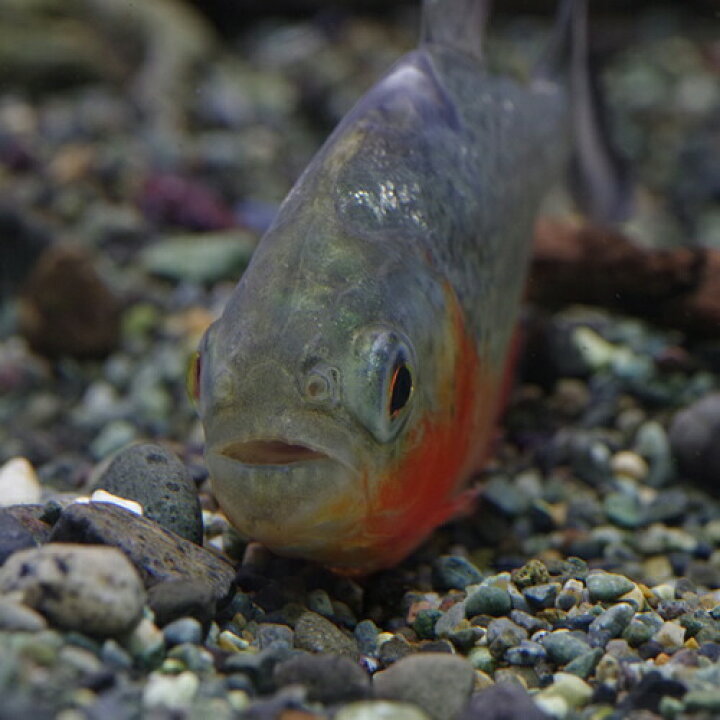 楽天市場 熱帯魚 生体 ピラニアナッテリー 約７ ８cm １匹 水槽 熱帯魚 観賞魚 飼育 生体 通販 販売 アクアリウム あくありうむ 小型 ネオス 楽天市場店