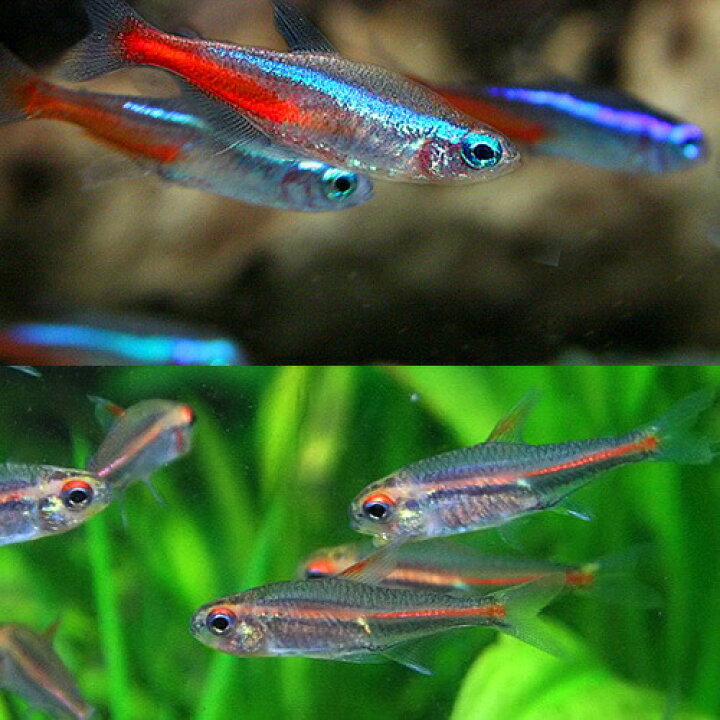 楽天市場 熱帯魚 生体 ネオンテトラ ｓｍサイズ 約１ ５ ２cm １２匹 グローライトテトラ 約２cm １０匹 水槽 熱帯魚 観賞魚 飼育 生体 通販 販売 アクアリウム あくありうむ 小型 ネオス 楽天市場店