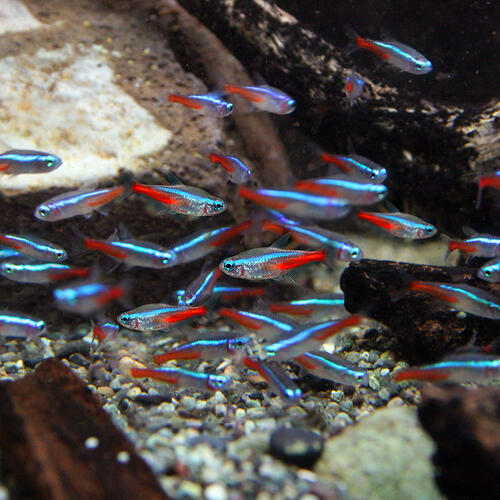 限定タイムセール ネオンテトラ ＳＭサイズ 赤と青の体色がチャームポイント ５０匹 約１.５-２cm 熱帯魚 ディスカウント