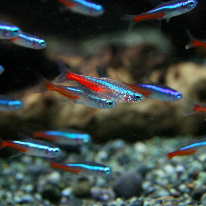 楽天市場 熱帯魚 生体 ネオンテトラ ｓｍサイズ 約１ ５ ２cm ５００匹 水槽 熱帯魚 観賞魚 飼育 生体 通販 販売 アクアリウム あくありうむ 小型 ネオス 楽天市場店