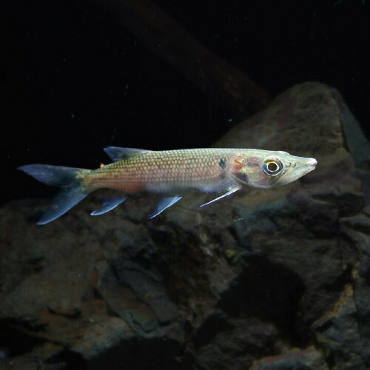 楽天市場】(熱帯魚 生体)アフリカンパイクカラシン （約12cm）（1匹 