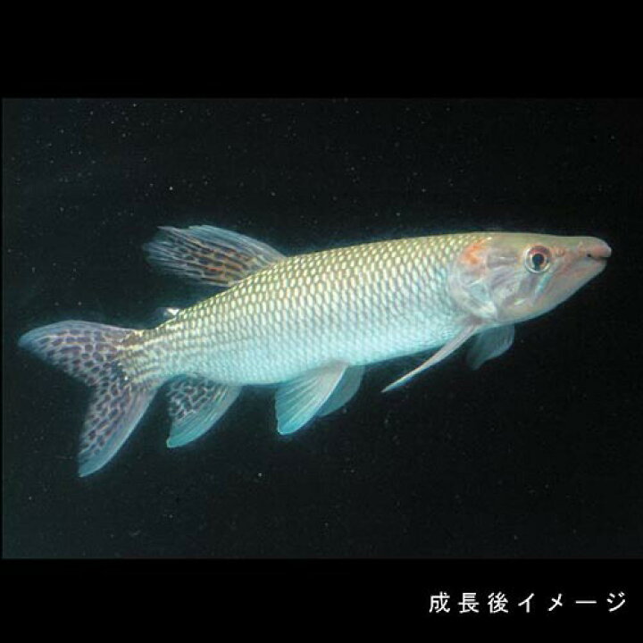 楽天市場】(熱帯魚 生体)アフリカンパイクカラシン （約12cm）（1匹 