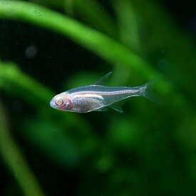 (熱帯魚)アルビノグローライト　（約2cm）（10匹）