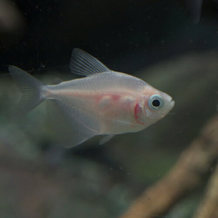 楽天市場 熱帯魚 生体 ホワイトブラックテトラ 約２cm ３匹 水槽 熱帯魚 観賞魚 飼育 生体 通販 販売 アクアリウム あくありうむ 小型 ネオス 楽天市場店
