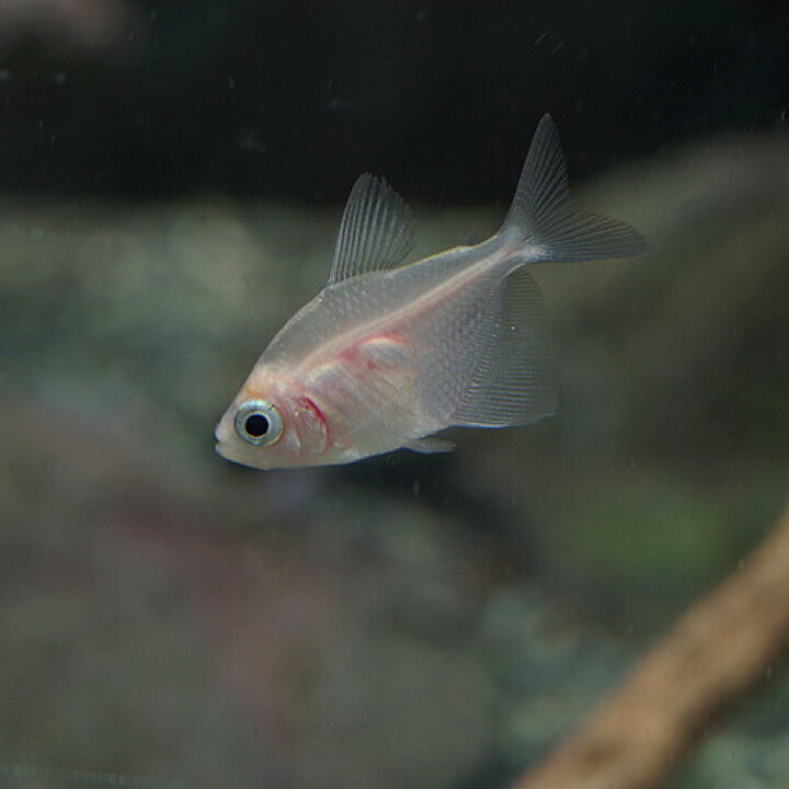 楽天市場 熱帯魚 生体 ホワイトブラックテトラ 約２cm ３匹 水槽 熱帯魚 観賞魚 飼育 生体 通販 販売 アクアリウム あくありうむ 小型 ネオス 楽天市場店