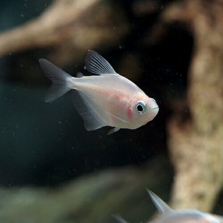 楽天市場 熱帯魚 生体 ホワイトブラックテトラ 約２cm ３匹 水槽 熱帯魚 観賞魚 飼育 生体 通販 販売 アクアリウム あくありうむ 小型 ネオス 楽天市場店