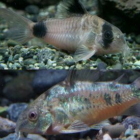 (熱帯魚 生体)Co.パレアタス　（約3cm）（5匹） ＋Co.パンダ【ブリード】　（約2cm）（5匹）【水槽/熱帯魚/観賞魚/飼育】【生体】【通販/販売】【アクアリウム/あくありうむ】【小型】