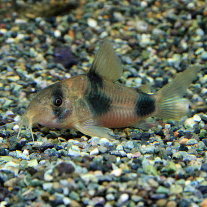 楽天市場】(熱帯魚 生体)コリドラス ワイツマニー【ブリード】 （約3 