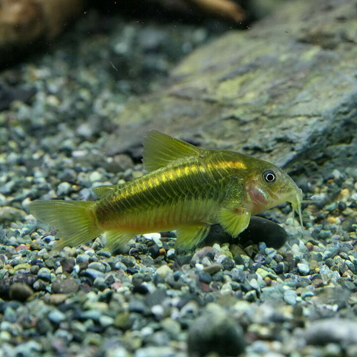 楽天市場 熱帯魚 生体 コリドラス イルミネータスオレンジ 約4cm 1匹 水槽 熱帯魚 観賞魚 飼育 生体 通販 販売 アクアリウム あくありうむ 小型 ネオス 楽天市場店 楽天市場 熱帯魚 生体 コリドラス イルミネータスオレンジ 約4cm 1匹 水槽 熱帯魚 観賞魚 飼育 生体 通販 販売 アクアリウム あくありうむ 小型 ネオス 楽天市場店