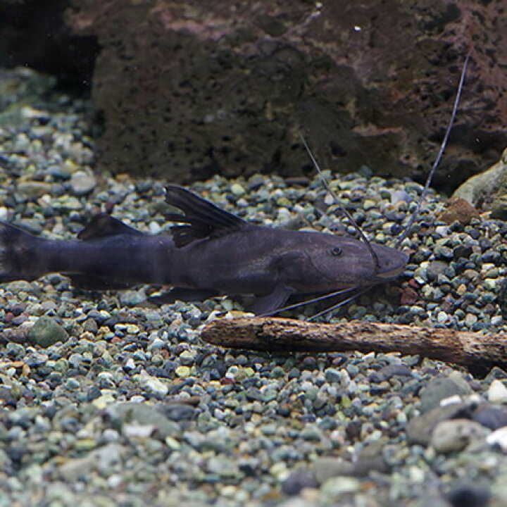 楽天市場】(熱帯魚 生体)バンデッドピラムターバキャット （約6-8cm 